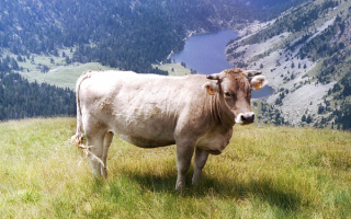 Корова на лугу
