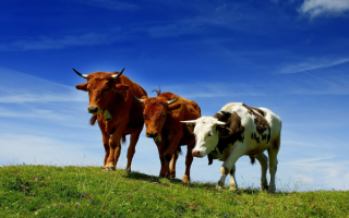 Коровы в стаде