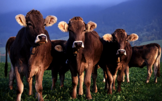 Коровы с колокольчиками на шее