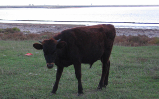 Черный бычок