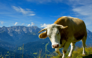 Корова на лужайке