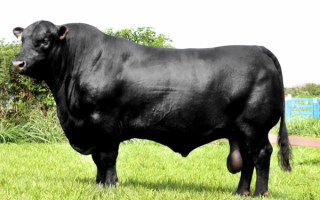 Черный бык