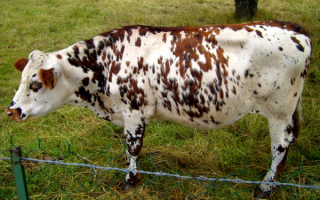 Пятнистая корова