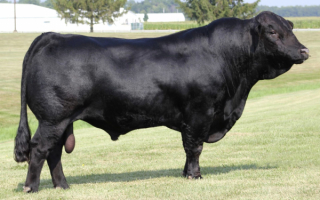 Породистый бык