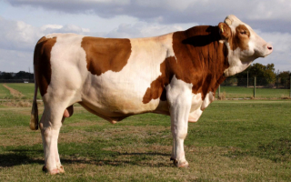 Пятнистый бык