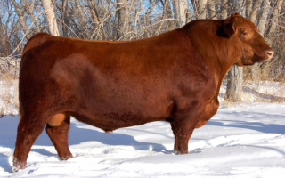 Бык на зимней поляне