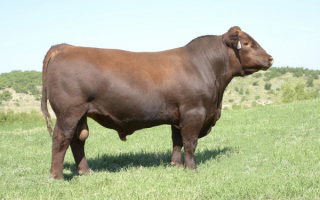 Бык на лужайке