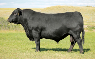 Бык породы Ангус черный