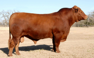 Бык породы ангус красный