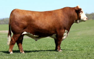 Бык породы герефорд