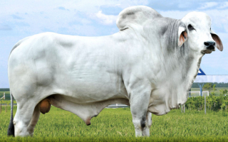 Бык породы зебу