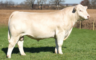 Бык шаролезской породы