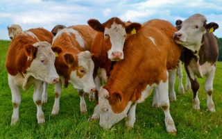 Бычки в поле