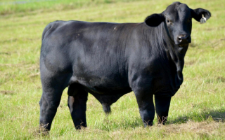 Бычок породы брангус