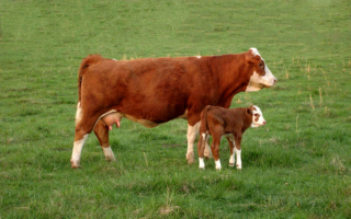 Корова и теленок на поляне