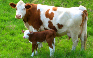 Корова и теленок симментальской породы