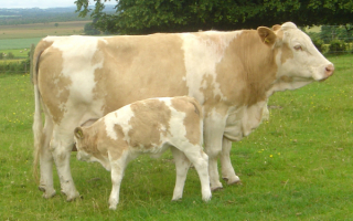 Корова и теленок