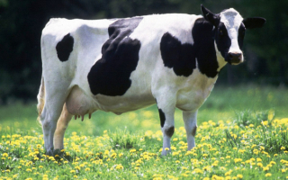 Корова на весенней поляне