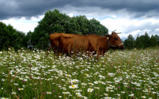 Корова на поляне