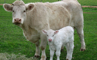 Корова породы Шароле с телёнком