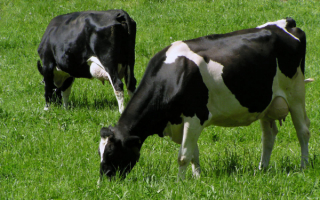 Коровы на зеленой поляне