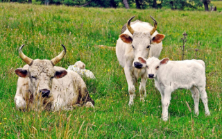 Коровы на летней поляне