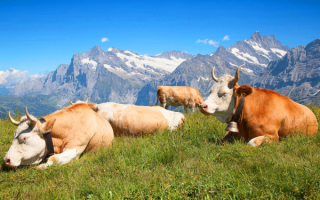 Швейцарские коровы на альпийском лугу