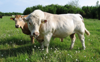 Бык и корова на поляне