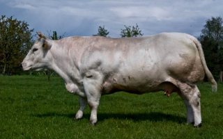 Корова бельгийской мясной породы