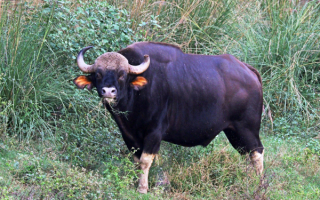 Лесной бык Гаур