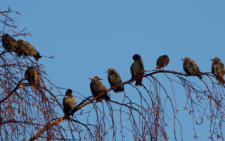 Скворцы прилетели