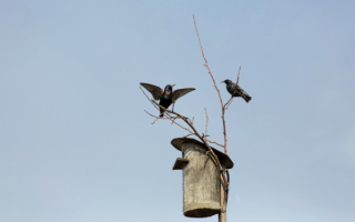 Скворцы на скворешнике