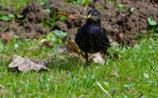 Скворец строит гнездо