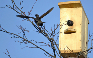 Скворцы обживают новый дом
