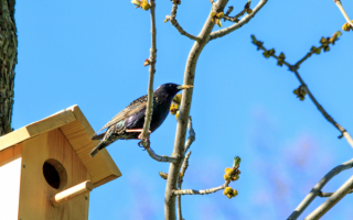 Новый дом для скворца