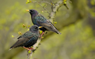 Пара скворцов