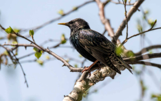 Свкворец на березовой ветке