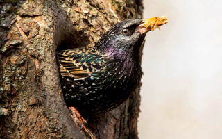 Скворец в дупле