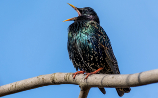 Скворец дает весенний концерт