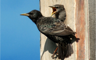 Скворец и птенец