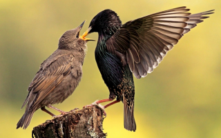 Скворец кормит птенца