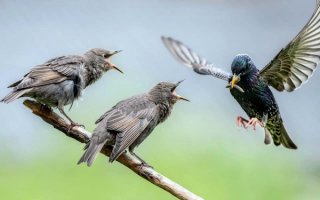 Скворец кормит птенцов
