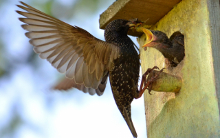 Скворец кормит скворчонка