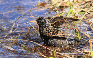 Скворец купается