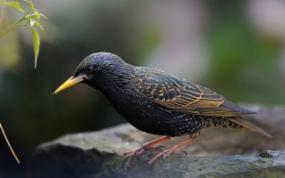 Скворец любопытный