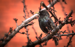 Скворец на весенней ветке