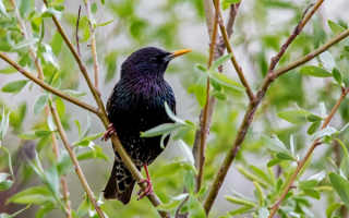 Скворец на ветке