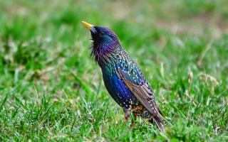 Скворец на зеленой траве