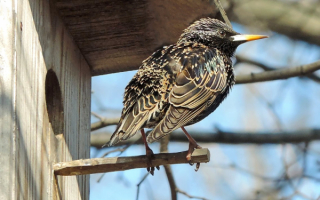 Скворец на скворешнике