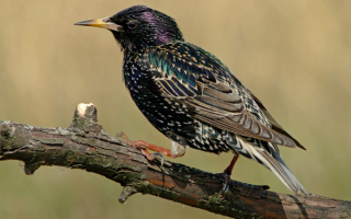 Скворец перелетная птица